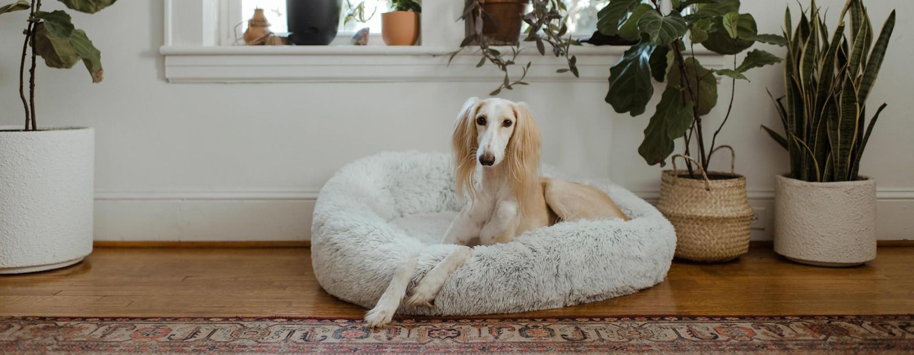 large dog sits in its bed under a windowsill full of potted plants